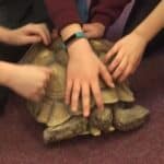 Roaming Reptiles - tortoise