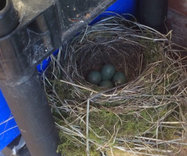 Blackbird nest
