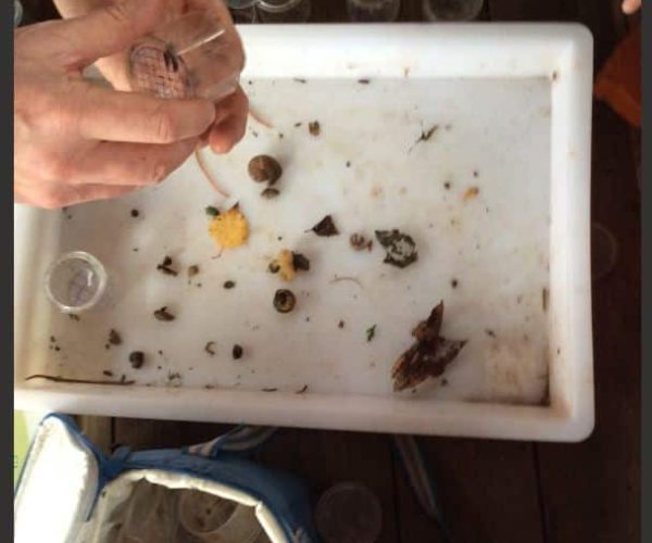 Bug hunt 2024