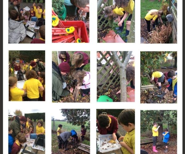 Bug hunt collagge
