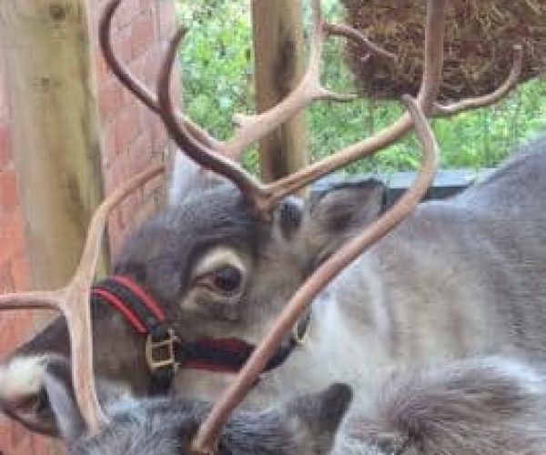 Christmas reindeer