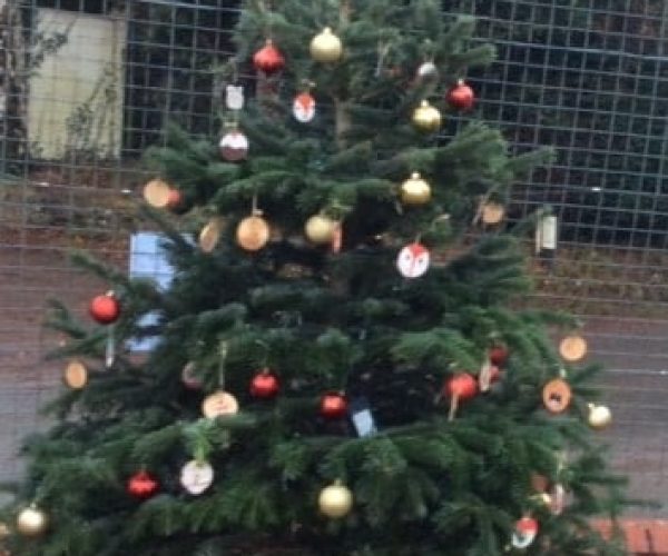 Christmas tree outside