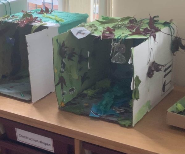 Class 1 Rainforest Boxes