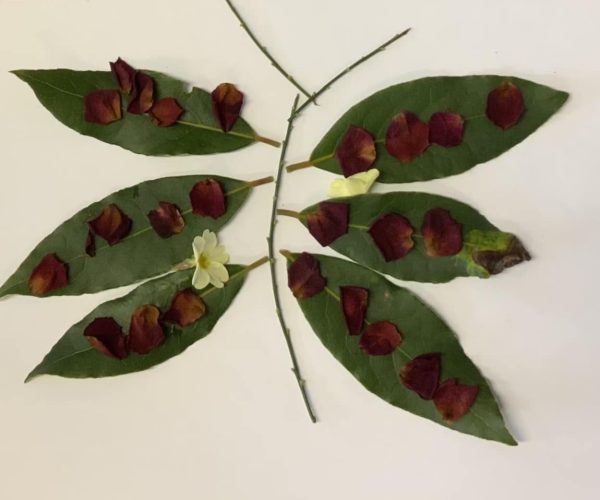 Class 1 greenery insect art Class 1 greenery insect art