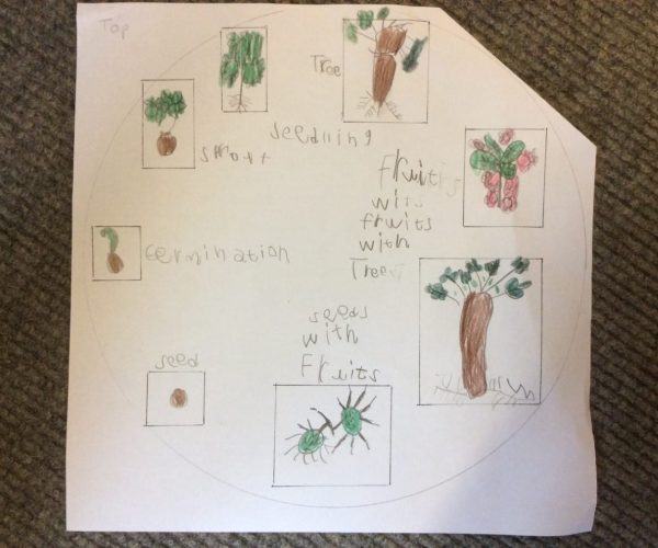 Class 1 life cycle of a conker tree