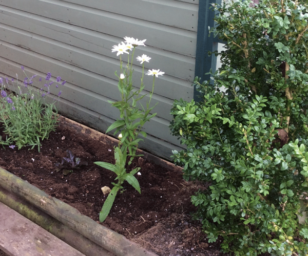 Gardening Summer 2019 1
