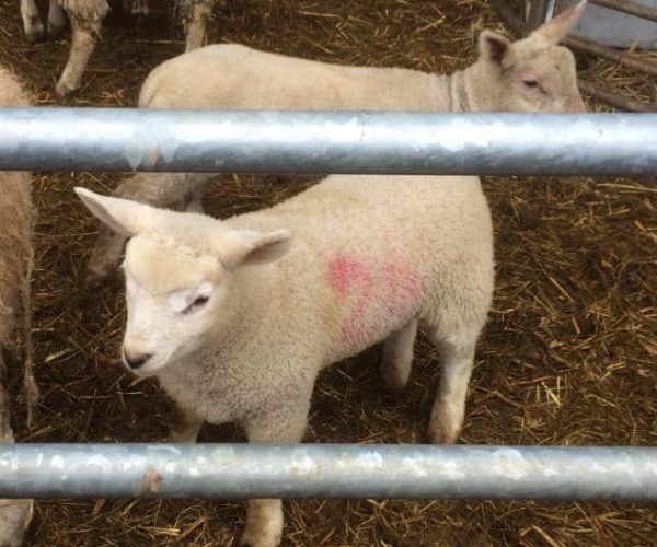 Lambs