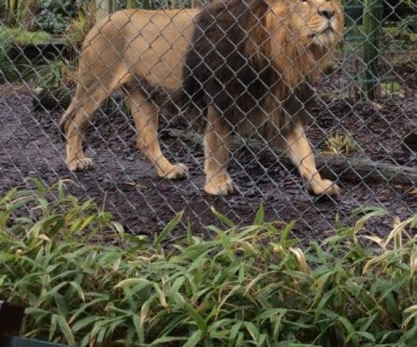 Lion