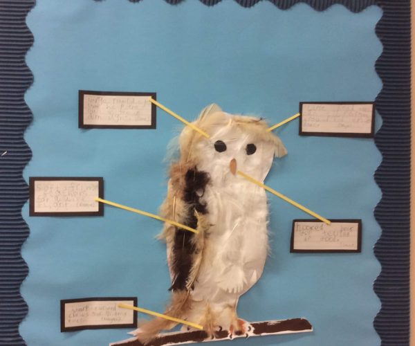 Owl Work Class 1