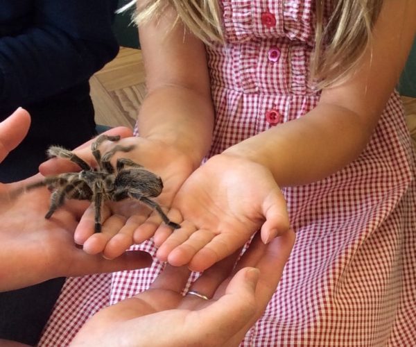 Roaming reptile - tarantula