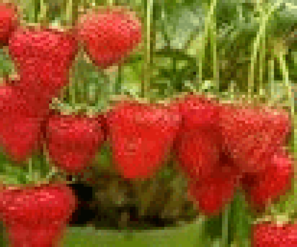 Strawberries