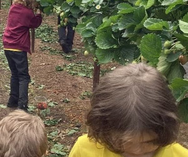 Strawberry picking 2024