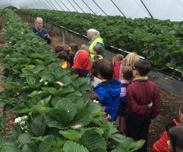 Strawberry picking June 2022