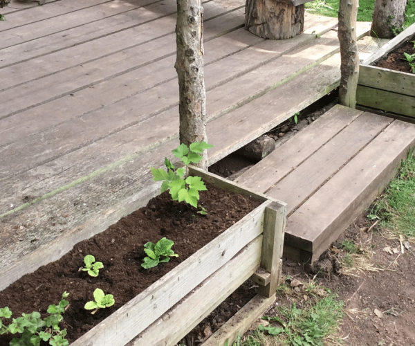 gardening summer 2019 3 gardening summer 2019 3