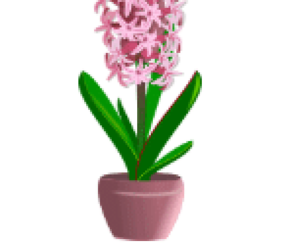 hyacinth bulb